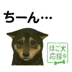 [LINEスタンプ] 推しワン☆ブラックタン柴犬〜ギャップ萌