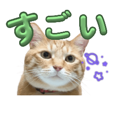 [LINEスタンプ] 家猫…うちの猫