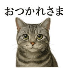 [LINEスタンプ] 仕事終わりの一言〜アメリカンショートヘア