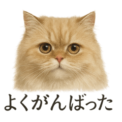 [LINEスタンプ] 仕事終わりの一言〜ペルシャ猫