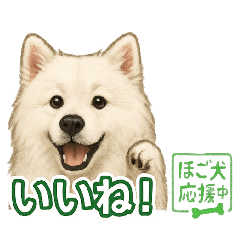 [LINEスタンプ] 推しワン★サモエド ～届けたい温もり～