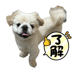 [LINEスタンプ] ぼく、どんべえ！！！