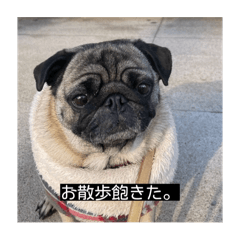 [LINEスタンプ] パグのうめちゃん！4