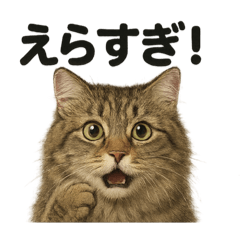 [LINEスタンプ] 【褒め上手】リアル可愛いサイベリアン