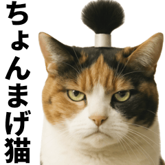 [LINEスタンプ] ちょんまげ猫の日常スタンプ。BIGなネコ