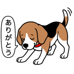 [LINEスタンプ] ビーグル(ハウンドカラー)