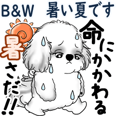 [LINEスタンプ] 動くB＆Wのシーズー犬 2025 「暑い夏」