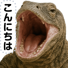 [LINEスタンプ] コモドドラゴン【コモドオオトカゲ】