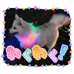 [LINEスタンプ] 日本スピッツのぷて