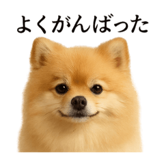 [LINEスタンプ] 仕事終わりの一言｜可愛いポメラニアン