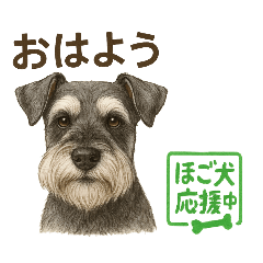 [LINEスタンプ] 推しワン★ツンデレシュナウザーのいたわり