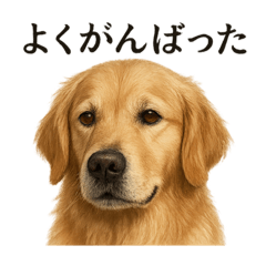 [LINEスタンプ] 仕事終わりの一言｜ゴールデンレトリバー