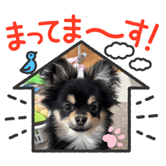 [LINEスタンプ] 愛犬！くろまめスタンプ