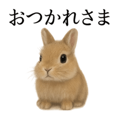 [LINEスタンプ] 仕事終わりの一言｜リアル可愛いうさぎ