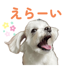 [LINEスタンプ] 毎日使えるマルチーズスタンプ