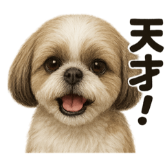 [LINEスタンプ] 【褒め上手】ポジティブなシーズー犬ライン