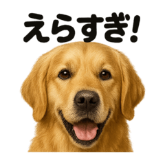 [LINEスタンプ] 【褒め上手】ゴールデンレトリバーの挨拶