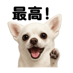 [LINEスタンプ] 【褒め上手】リアル可愛い白チワワのライン