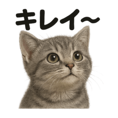 [LINEスタンプ] 【褒め上手】可愛いアメリカンショートヘア