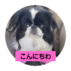 [LINEスタンプ] hujikoちゃん