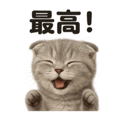 [LINEスタンプ] 【褒め上手】スコティッシュホールドライン
