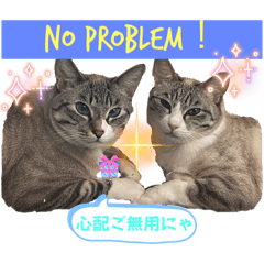 [LINEスタンプ] 20ニャンズの毎日 vol.2
