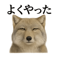 [LINEスタンプ] 【褒め上手】無表情のチベットスナギツネ