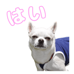 [LINEスタンプ] きらちゃんスタンプ0202
