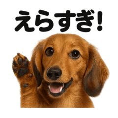 [LINEスタンプ] 【褒め言葉】ミニチュアダックスフンド
