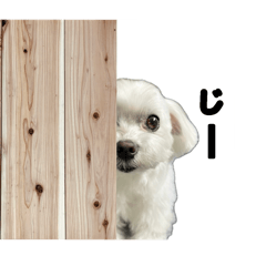 [LINEスタンプ] かわいいマルチーズ写真シンプルスタンプ
