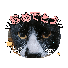 [LINEスタンプ] Kyodaineko2