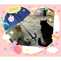 [LINEスタンプ] 港町の地域猫ず