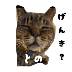 [LINEスタンプ] 三兄弟と愉快な保護猫達シリーズ④