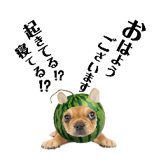 [LINEスタンプ] フレブルベティ