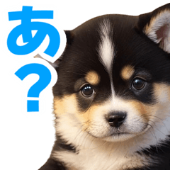 [LINEスタンプ] 可愛く煽る柴犬☆黒