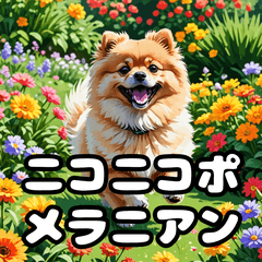 [LINEスタンプ] 毎日使える！表情豊かなポメラニアン