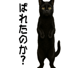 [LINEスタンプ] 実はおしゃべりなオタ猫