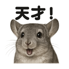 [LINEスタンプ] 【褒め上手】リアルすぎるチンチラの一言