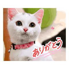 [LINEスタンプ] 可愛く動くにゃ！短足だっていいじゃん♪