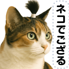 [LINEスタンプ] ちょんまげ猫(ネコ)のメッセージスタンプ