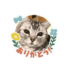 [LINEスタンプ] パンジー小太郎