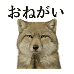 [LINEスタンプ] お祈りするチベットスナギツネのスタンプ