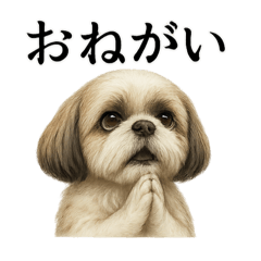 [LINEスタンプ] お祈りするシーズーのリアルなLINEスタンプ