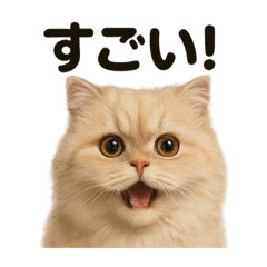 [LINEスタンプ] 【褒め上手】リアルなペルシャ猫のLINE