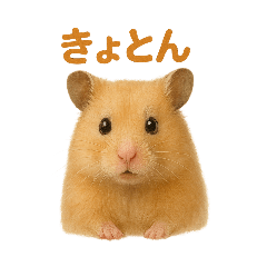 [LINEスタンプ] 可愛い表情がいっぱい❤キンクマハムスター