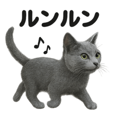 [LINEスタンプ] 【感情表現】ロシアンブルーのウキウキ