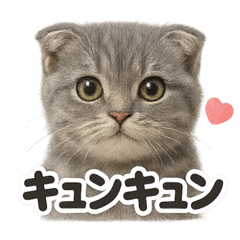 [LINEスタンプ] 【感情表現】リアルなペルシャ猫のLINE