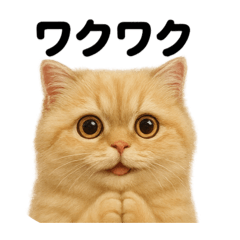 [LINEスタンプ] 【感情表現】リアルなペルシャ猫のスタンプ