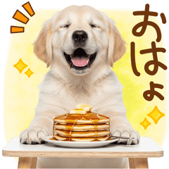 [LINEスタンプ] ゆるかわ！ゴールデンの日常スタンプ