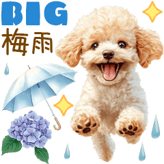 [LINEスタンプ] トイプードルの梅雨BIGスタンプ